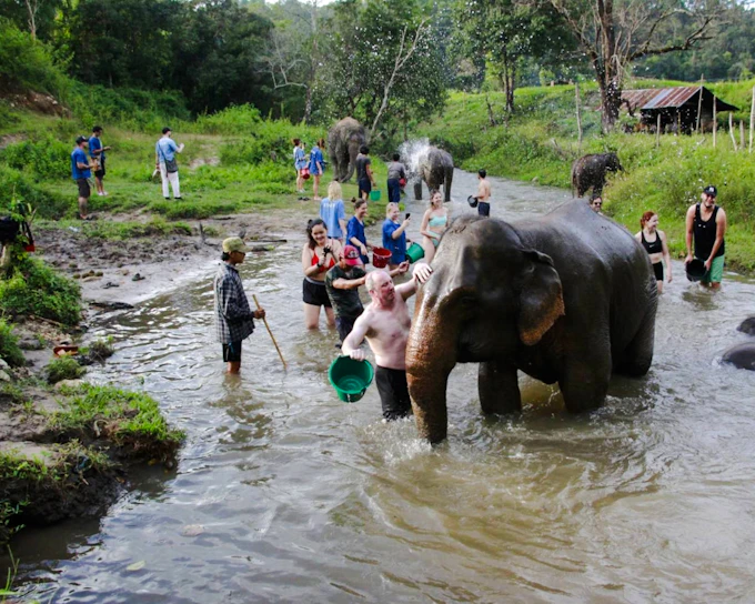 From Chiang Mai: Elephant Sanctuary and Doi Inthanon National Park Hike (Product 54735)