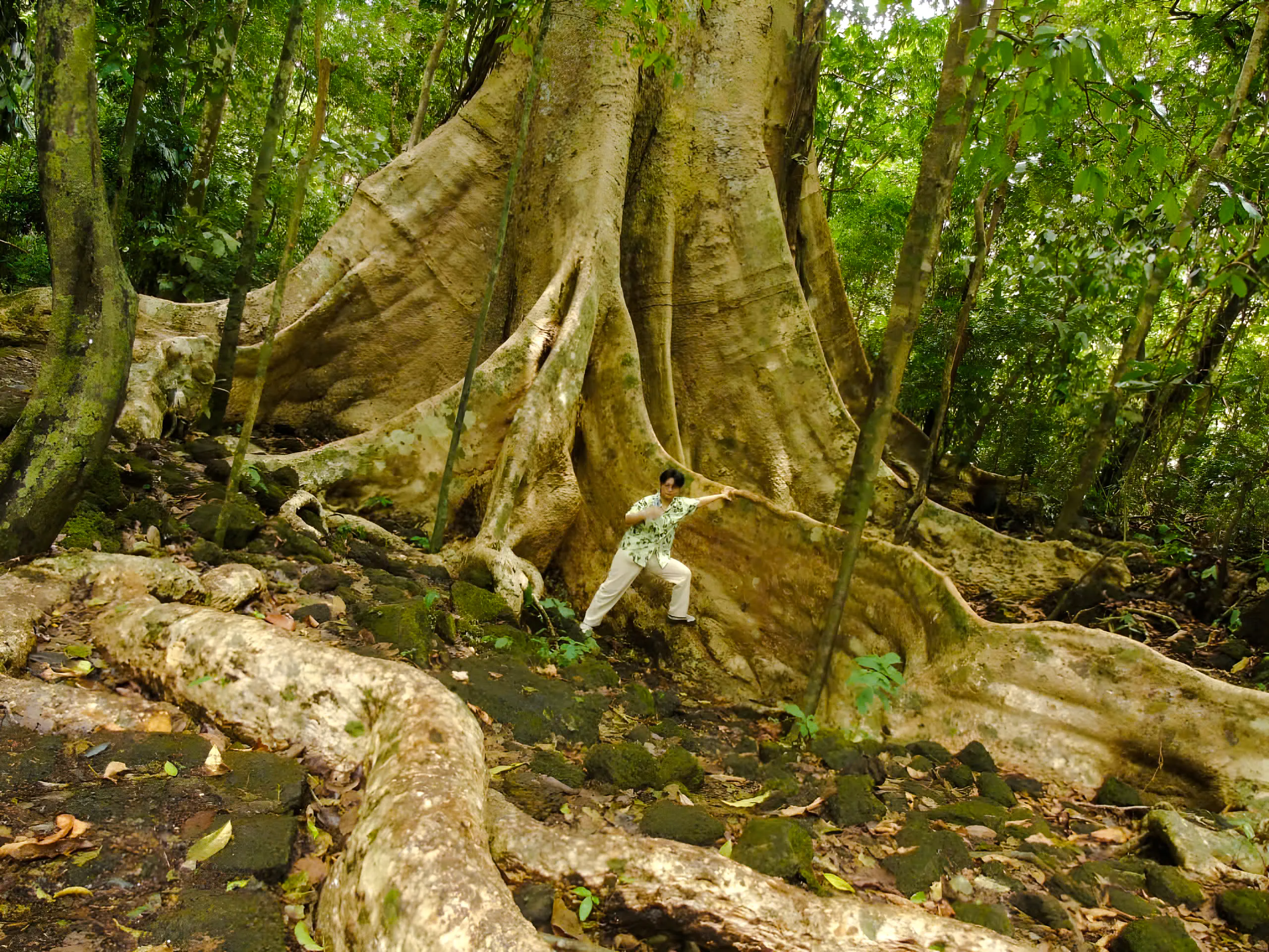 Person exploring giant tree roots in Nam Cat Tien National Park jungle trek.