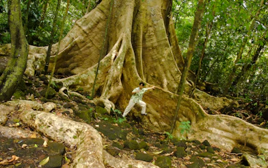 Person exploring giant tree roots in Nam Cat Tien National Park jungle trek.