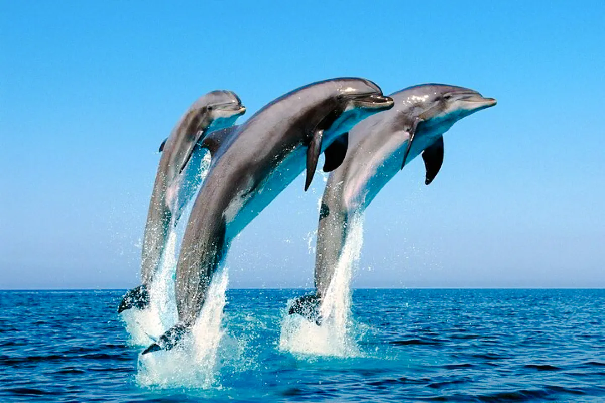 Mauritius Dolphin Watching by Speedboat & South-West Tour with Lunch and Hotel Transfers