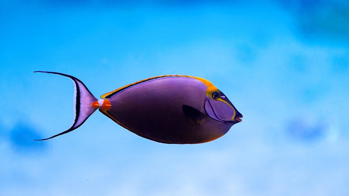 Perché visitare l'Acquario Nazionale di Abu Dhabi?