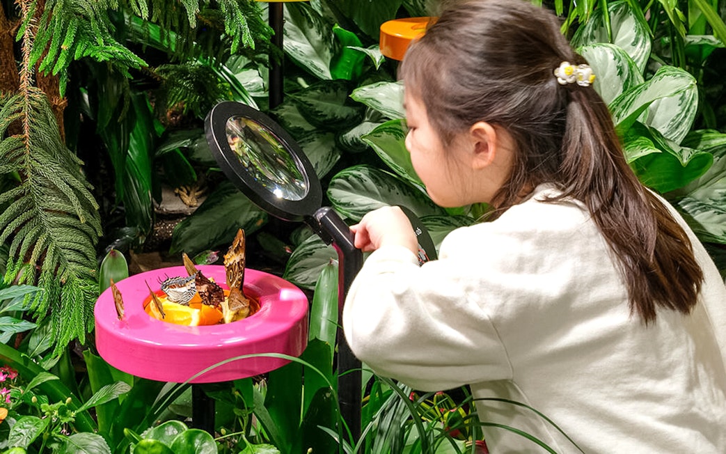 Child observing butterflies with magnifying glass at American Museum of Natural History exhibition.