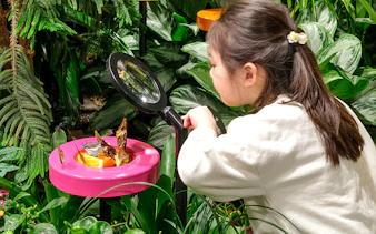Child observing butterflies with magnifying glass at American Museum of Natural History exhibition.