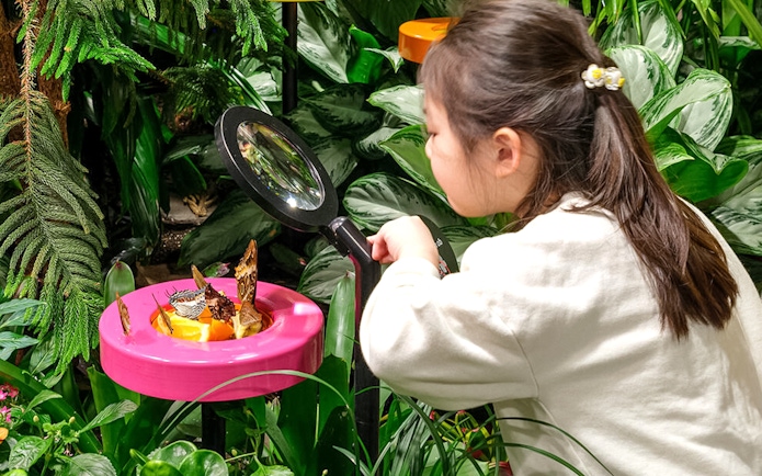 Child observing butterflies with magnifying glass at American Museum of Natural History exhibition.