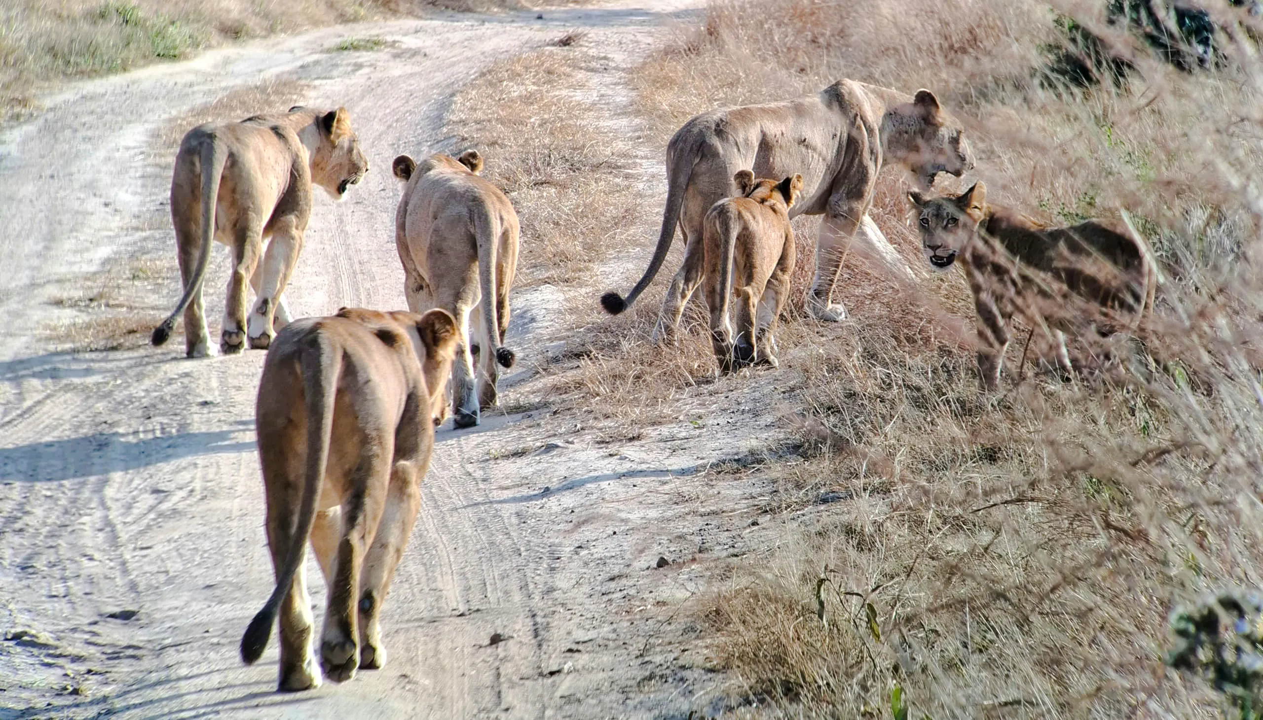 5-Day Tarangire, Serengeti & Ngorongoro Crater Safari from Arusha Image 10