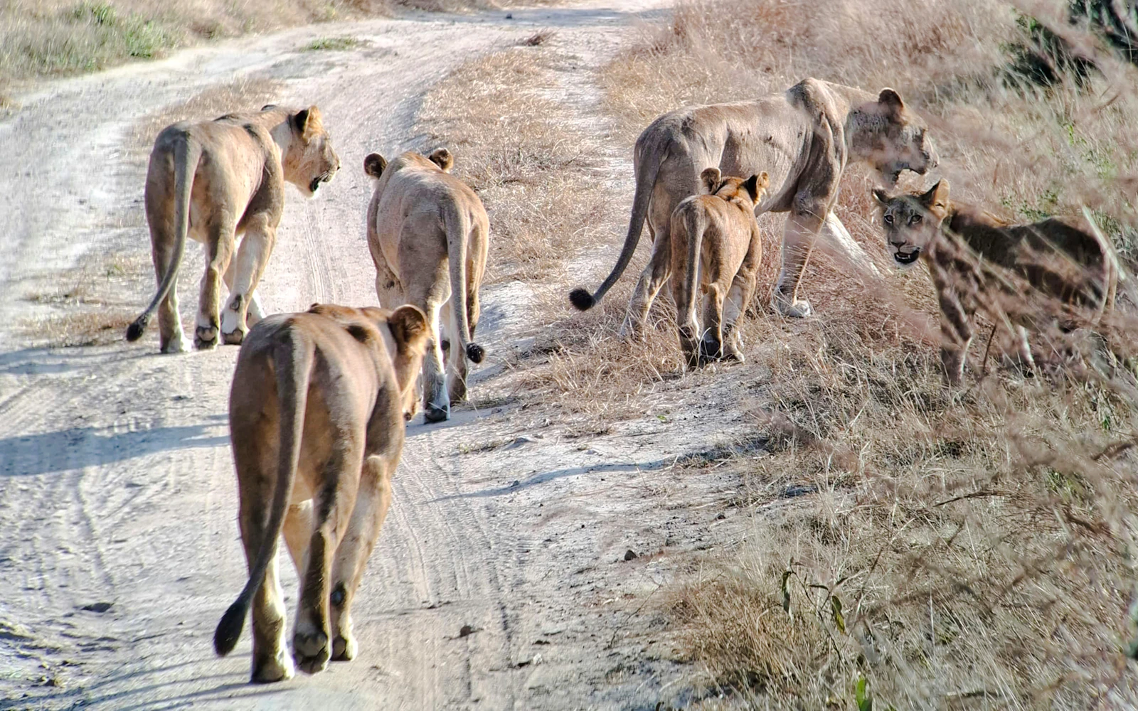 5-Day Tarangire, Serengeti & Ngorongoro Crater Safari from Arusha Image 10