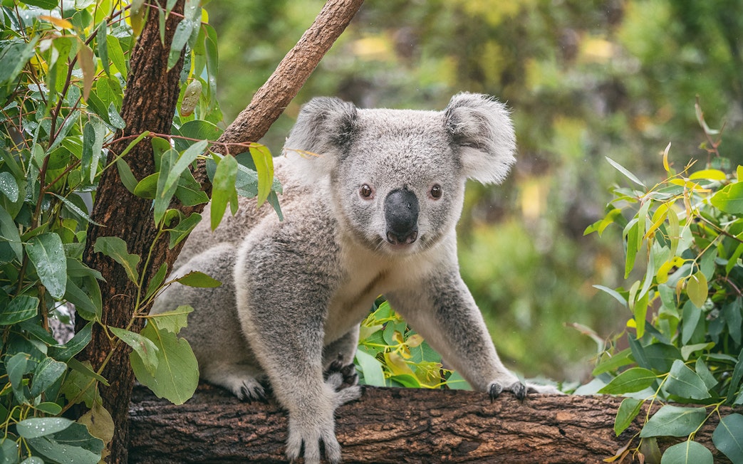 Koala in eucalyptus tree at Taronga Zoo, Sydney.