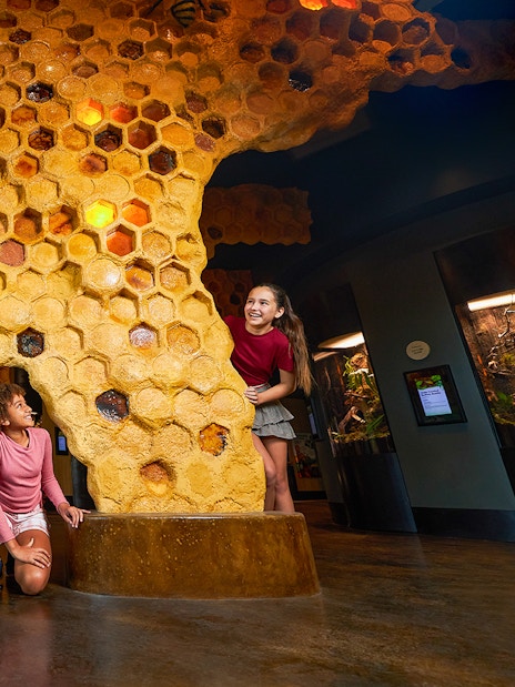 Kids exploring honeycomb exhibit at San Diego Zoo.
