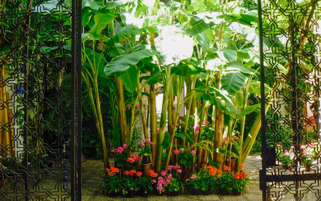 Lush garden with banana plants and flowers at Tablao Cardenal, Córdoba.