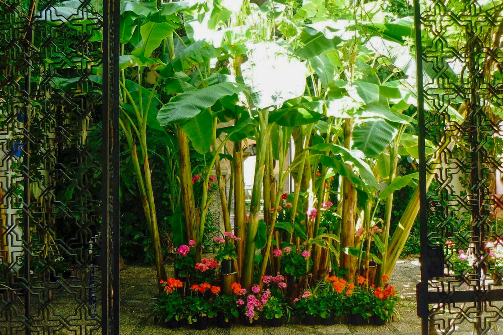 Lush garden with banana plants and flowers at Tablao Cardenal, Córdoba.