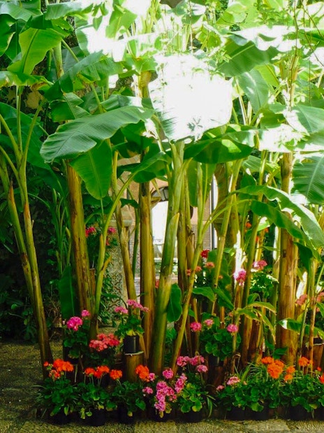 Lush garden with banana plants and flowers at Tablao Cardenal, Córdoba.
