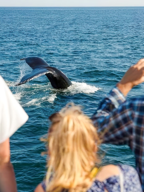 Guests watching a whale tail on England Aquarium Whale Watching Cruise.