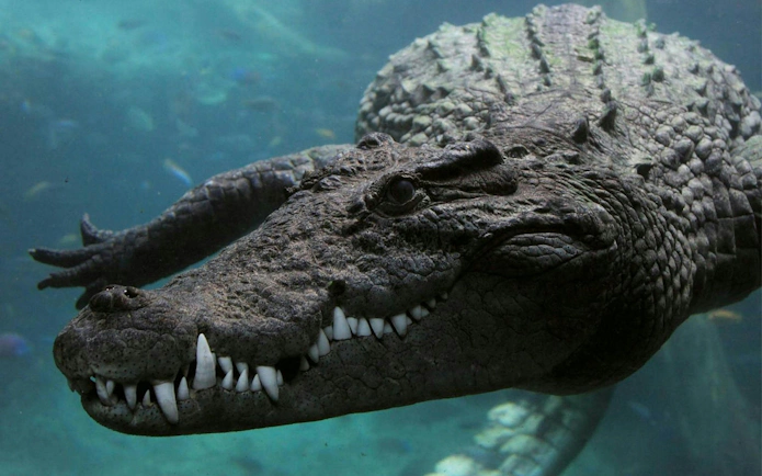 Crocodile swimming underwater at Theme Park Oltremare.