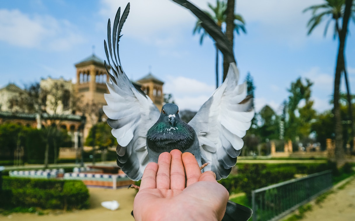 Pigeon landing on a hand in a Seville park with historic architecture in the background.