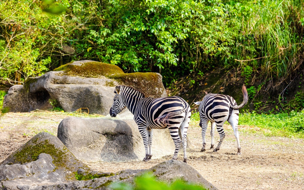 Two zebras walking among rocks and greenery in a natural habitat.
