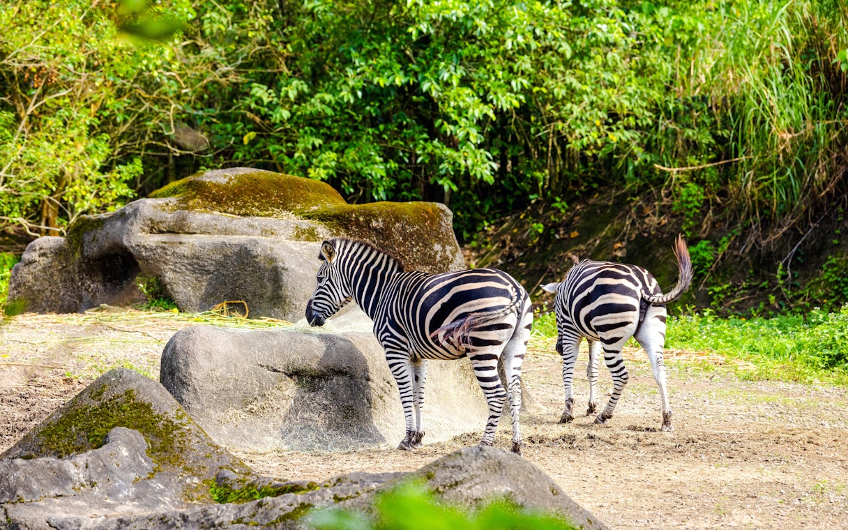 Two zebras walking among rocks and greenery in a natural habitat.