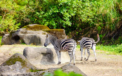 Two zebras walking among rocks and greenery in a natural habitat.