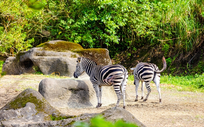 Two zebras walking among rocks and greenery in a natural habitat.