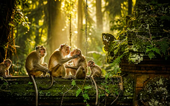{
"experiencename": "ubud private day tour: sacred monkey forest, tegallalang rice terraces, tirta empul & ulu petanu waterfall"
}-2