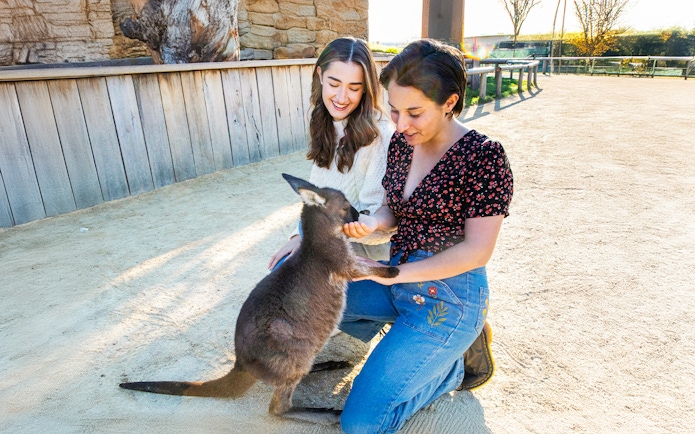 Feeding a kangaroo at Sydney Zoo during the Blue Mountains tour.