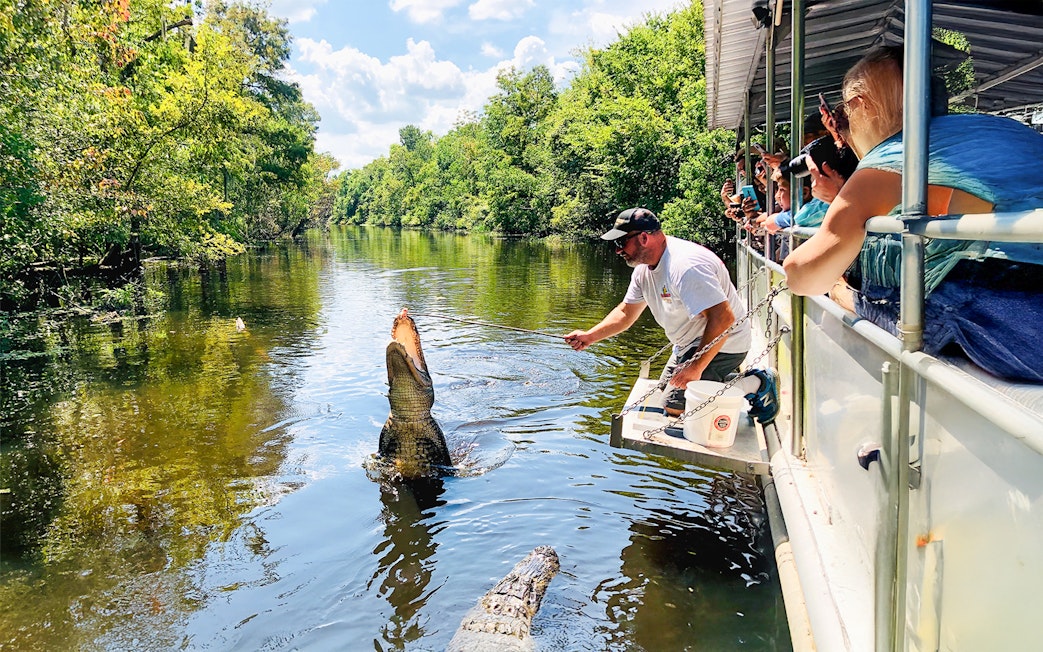 Tourists on a boat watch a guide feed an alligator during a swamp tour.