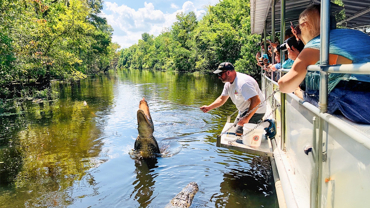 Tourists on a boat watch a guide feed an alligator during a swamp tour.