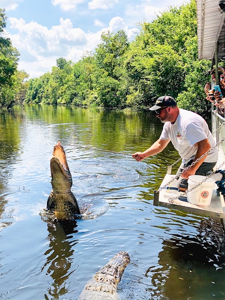 Tourists on a boat watch a guide feed an alligator during a swamp tour.