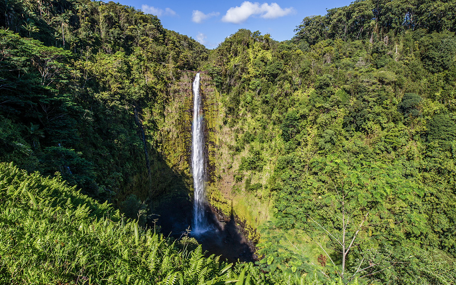 Akaka Falls cascading through lush greenery on the Big Island, Hawaii.