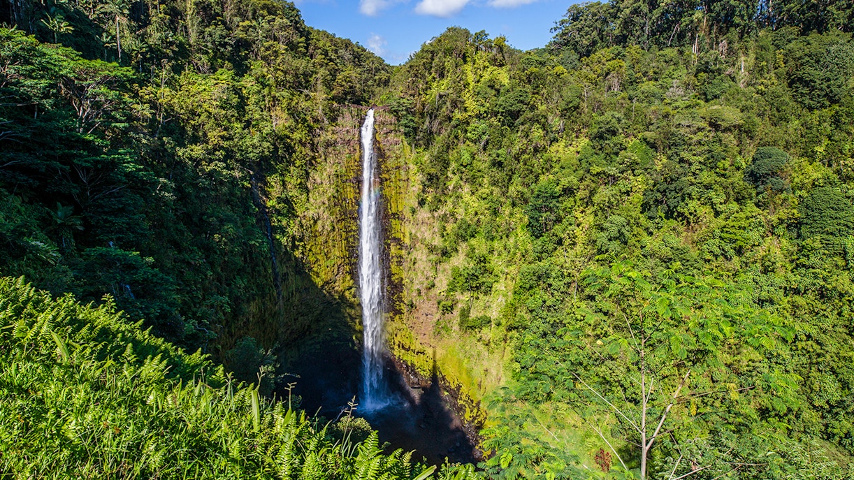 Akaka Falls cascading through lush greenery on the Big Island, Hawaii.