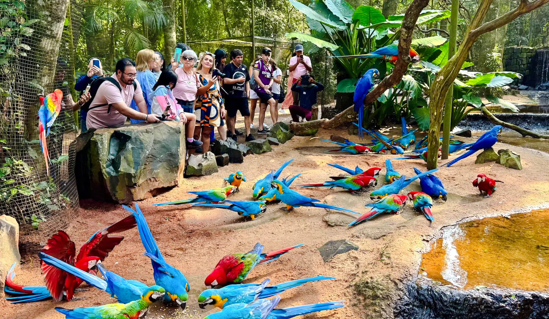 From Foz do Iguaçu: Brazilian Side Iguazu Falls & Parque das Aves Guided Tour with Hotel Transfers Image 10
