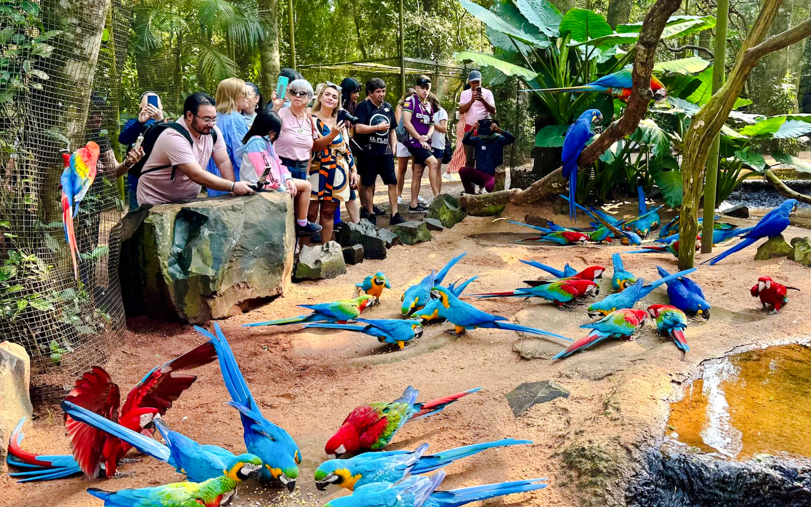 From Foz do Iguaçu: Brazilian Side Iguazu Falls & Parque das Aves Guided Tour with Hotel Transfers Image 10