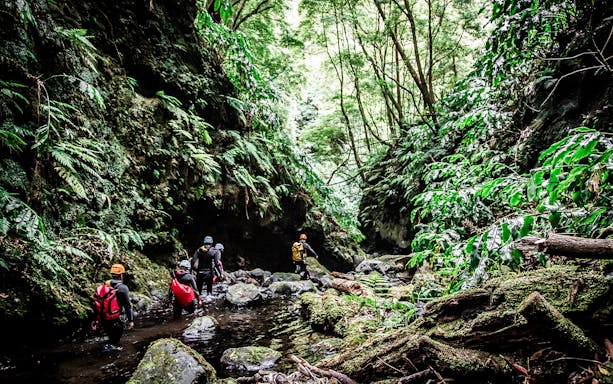 Canyoning group exploring lush gorge at Ribeira dos Caldeirões.