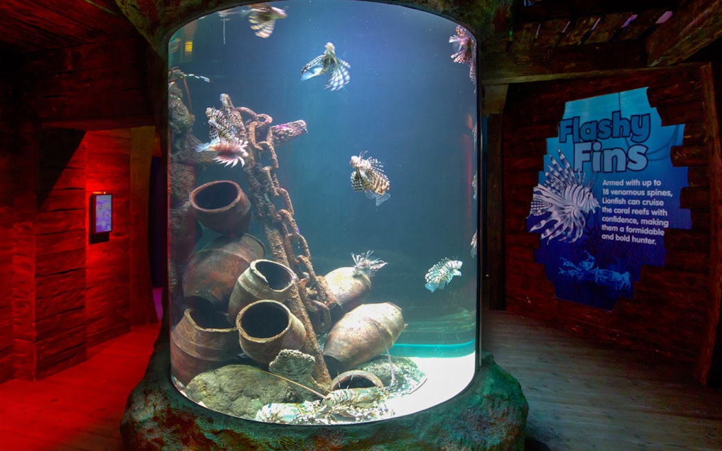 Lionfish swimming in the Shipwreck Explorer exhibit at Sea Life Melbourne.