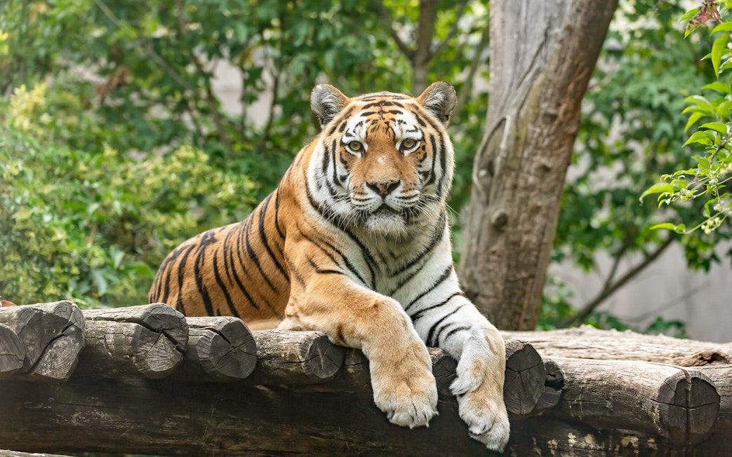 Siberian tiger resting on a log at Schönbrunn Zoo, Vienna.