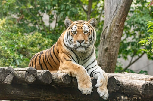 Zoo Schönbrunn Bilety bez kolejki