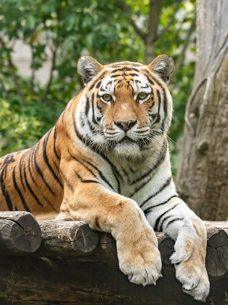 Siberian tiger resting on a log at Schönbrunn Zoo, Vienna.
