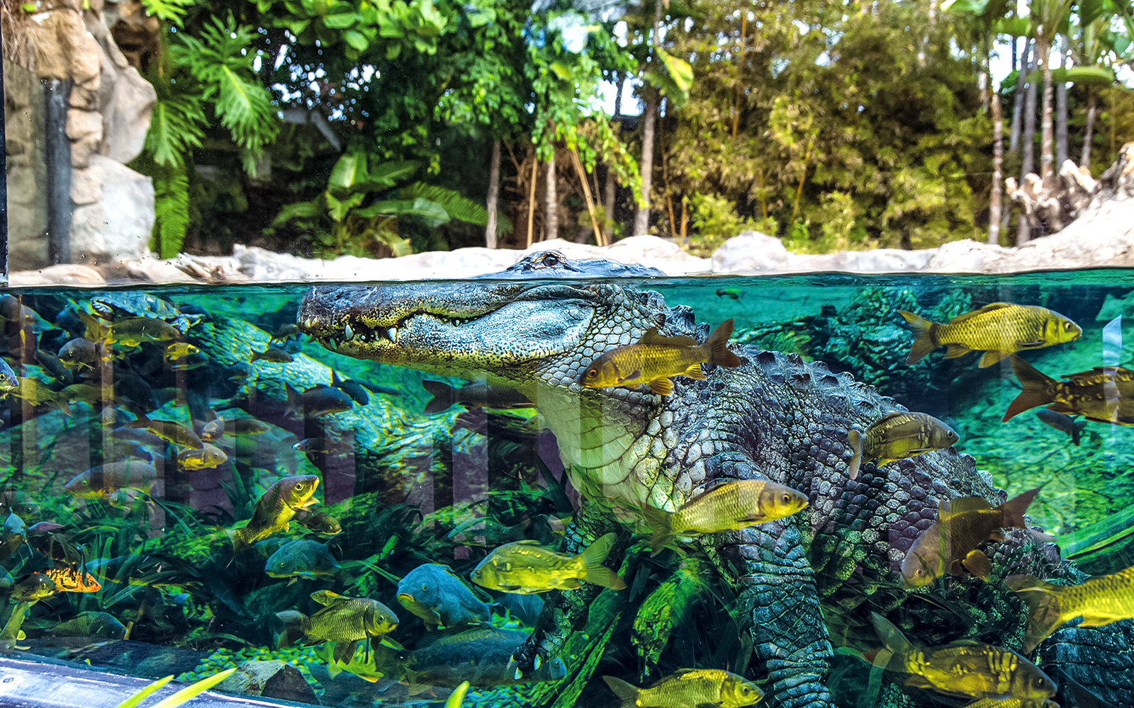 Crocodile swimming with fish at Loro Park, Tenerife.