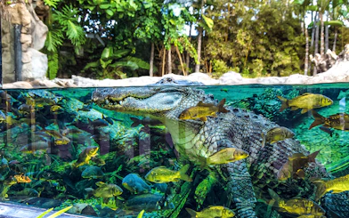 Crocodile swimming with fish at Loro Park, Tenerife.