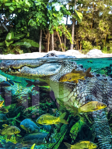 Crocodile swimming with fish at Loro Park, Tenerife.