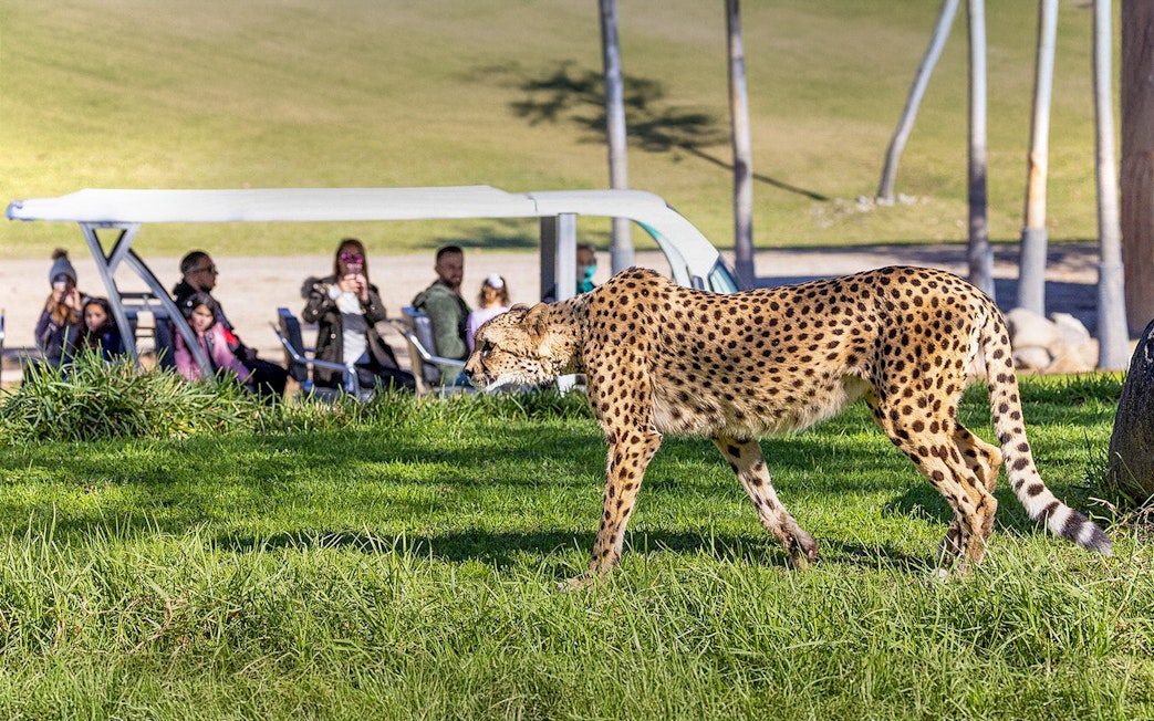 Cheetah walking in the grass at San Diego Zoo Safari Park with visitors in the background.