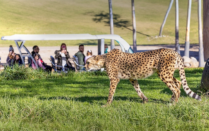 Cheetah walking in the grass at San Diego Zoo Safari Park with visitors in the background.