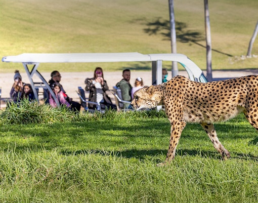 Cheetah walking in the grass at San Diego Zoo Safari Park with visitors in the background.