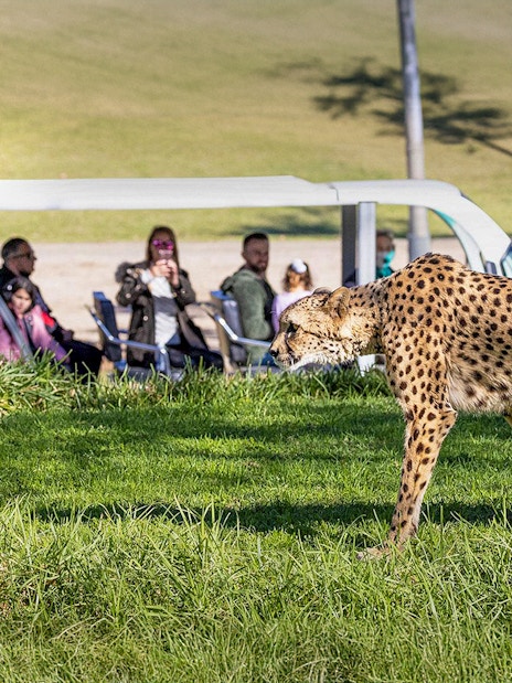 Cheetah walking in the grass at San Diego Zoo Safari Park with visitors in the background.