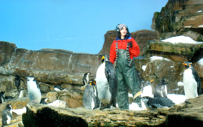 Trainer with penguins at SeaWorld San Antonio, Texas exhibit.