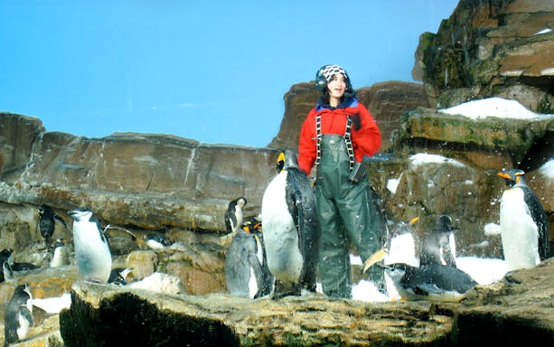 Trainer with penguins at SeaWorld San Antonio, Texas exhibit.
