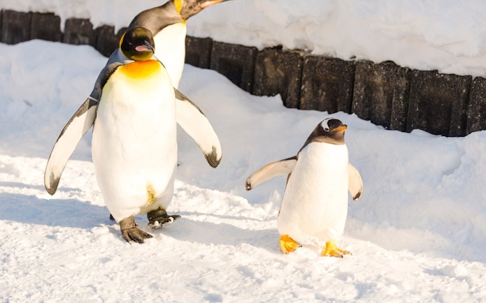King penguins walking on snow at Asahiyama Zoo, Hokkaido, Japan.