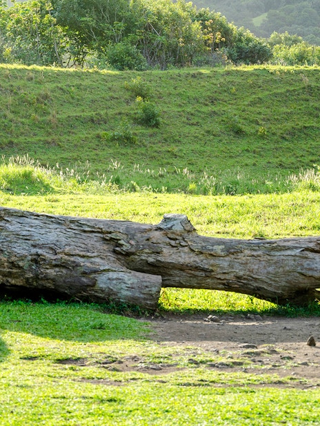 Jurassic Valley sign and fallen log at Kualoa Ranch, Hawaii.