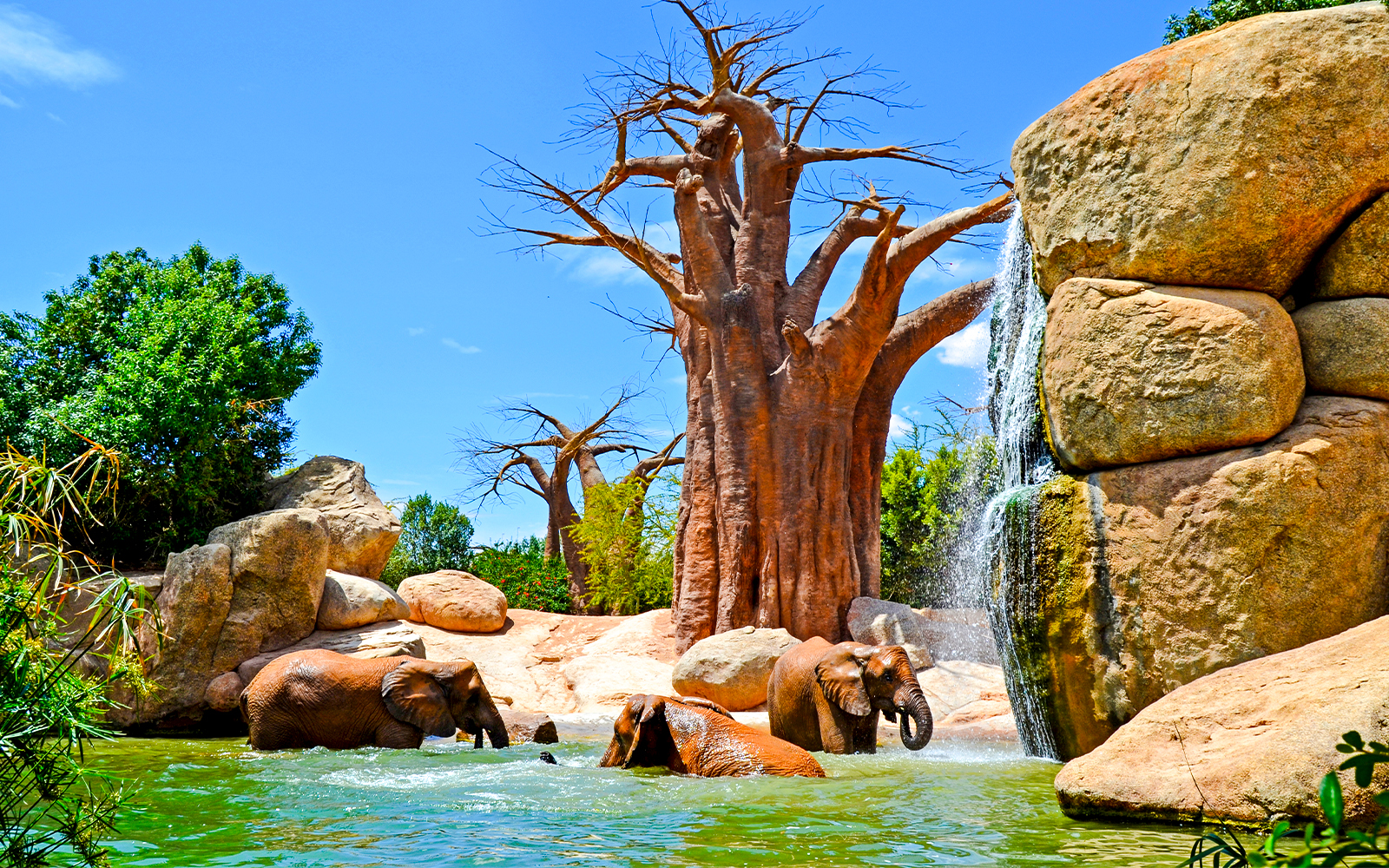 Elephants bathing near waterfall at Bioparc Valencia.