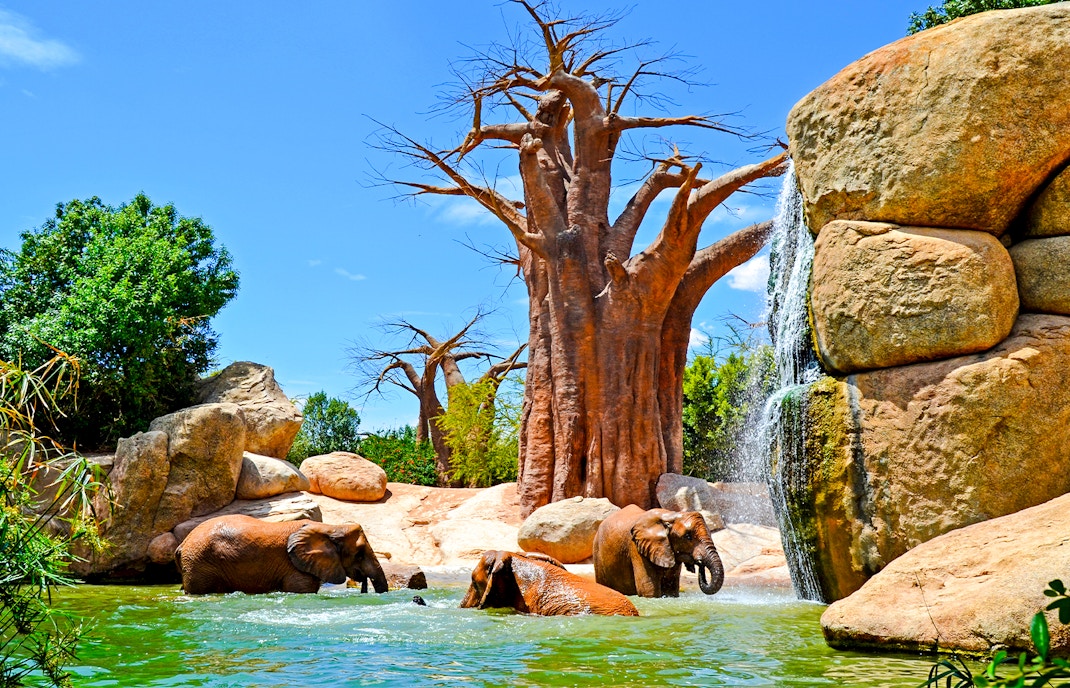 Elephants bathing near waterfall at Bioparc Valencia.