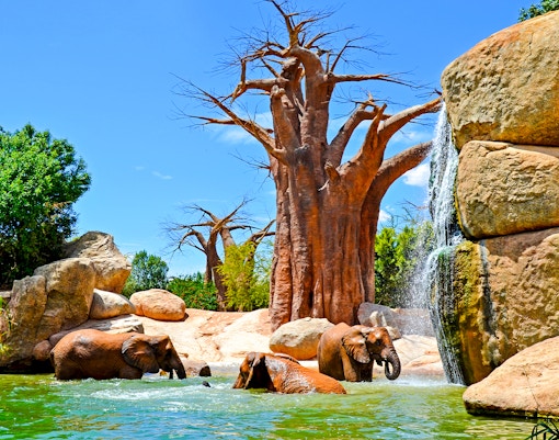 Elephants walking in a natural habitat at Bioparc Valencia, Spain.